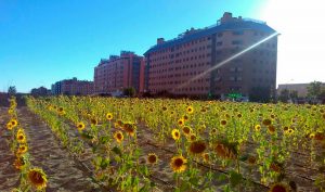 agostamiento-basurama-girasoles-ensanchedevallecas_02