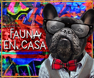 Fauna en Casa