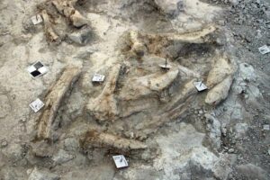 Proceso de excavación e identificación de las muestras