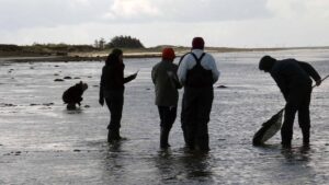 Recogida de muestras en el Waddenzee (Mar de Frisia), reserva de la biosfera de la UNESCO